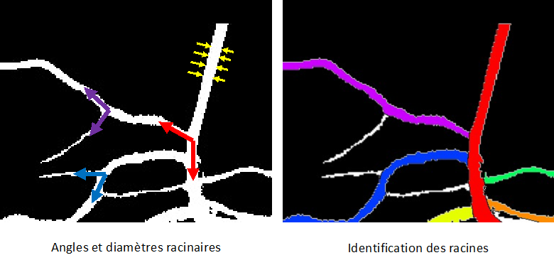 Image racine Corentin Euvrard